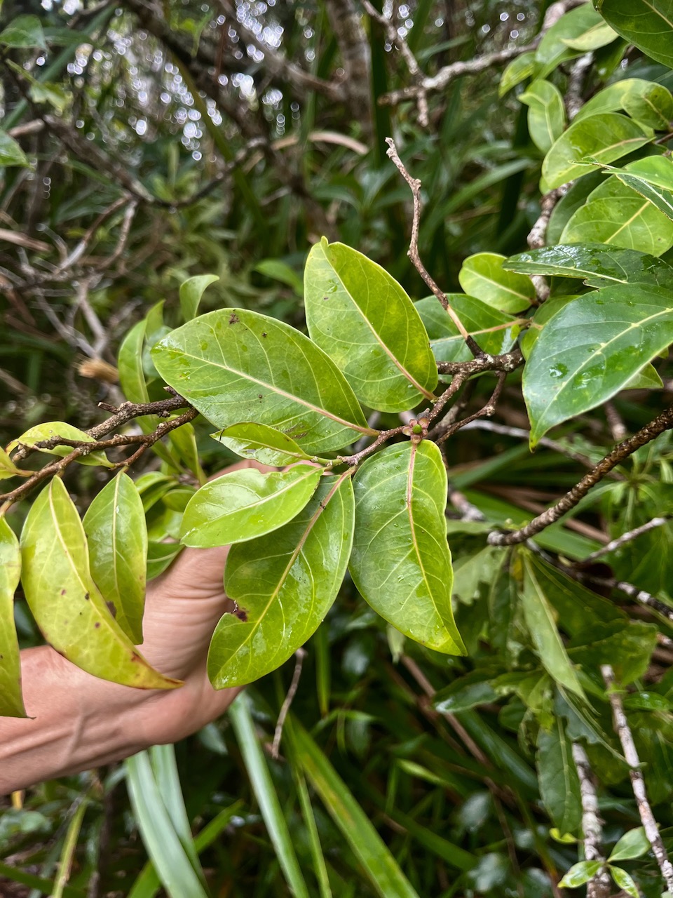 14. Casearia coriacea - Bois de cabri rouge - Flacourtiaceae.jpeg