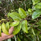 14. Casearia coriacea - Bois de cabri rouge - Flacourtiaceae.jpeg