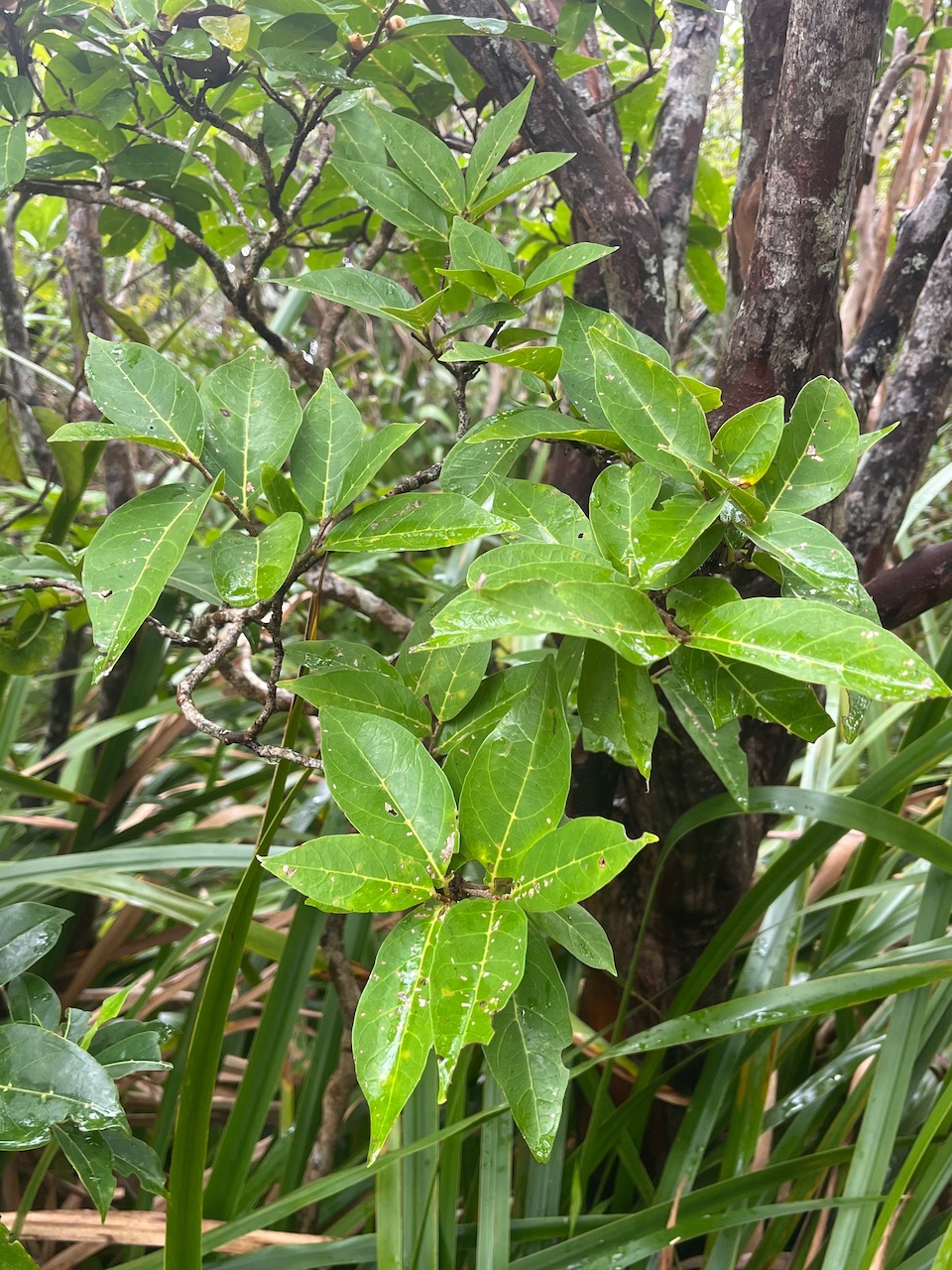 16. Antidesma madagascariense - Bois de cabri (blanc) - Euphorbiaceae -    Madagascar. Comores. La Réunion. Maurice.jpeg