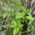 16. Antidesma madagascariense - Bois de cabri (blanc) - Euphorbiaceae -    Madagascar. Comores. La Réunion. Maurice.jpeg