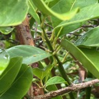 18. Pétiole genouillé de 	Topic-	Tambourissa elliptica - Bois de bombarde; Bois de tambour -  Monnimiaceae  Tambourissa elliptica - Bois de bombarde; Bois de tambour -  Monimiaceae    Tige  jeunes tiges vertes; opposées décussées  .jpeg