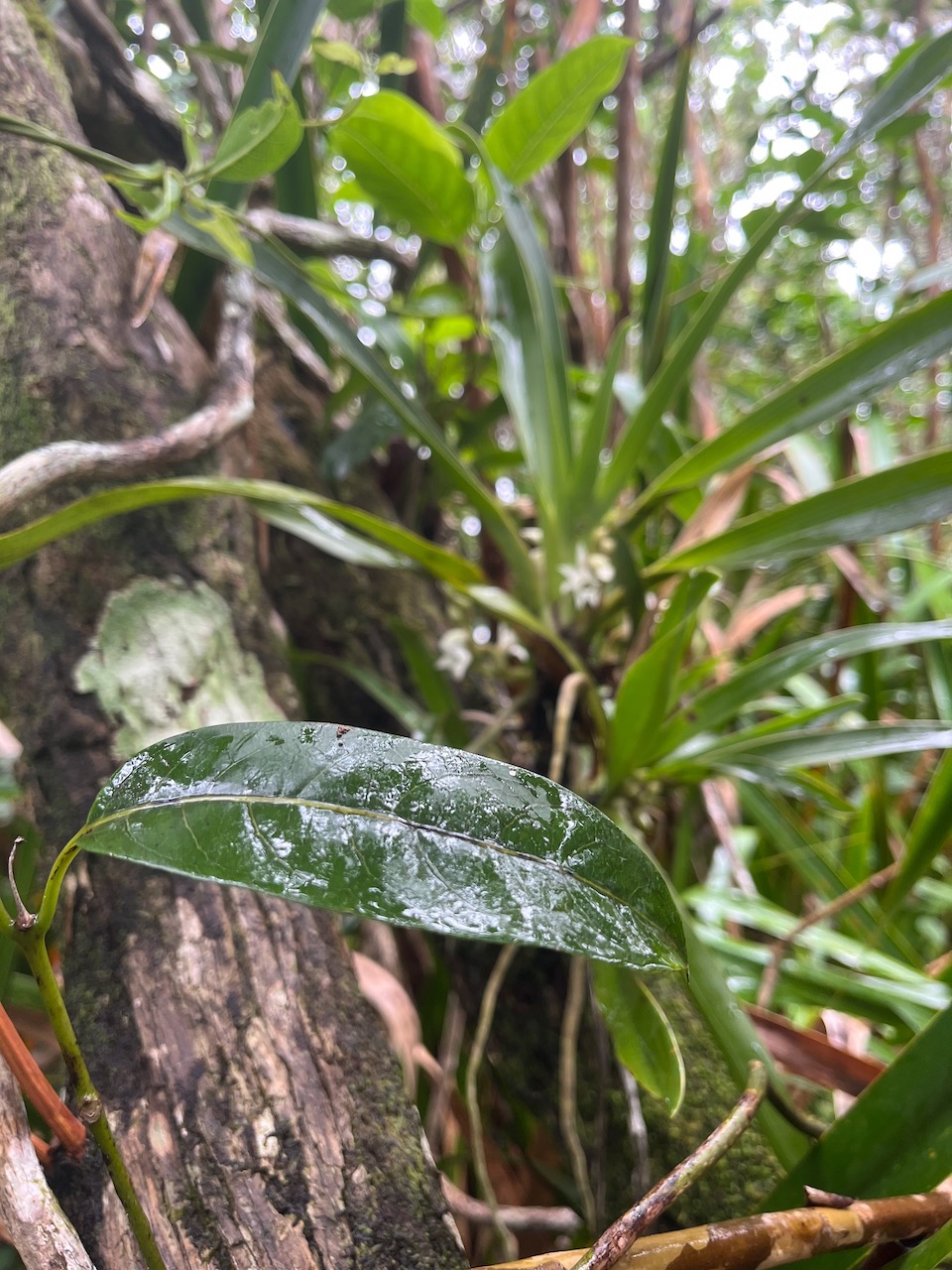 21. ??? Noronhia broomeana <= Chionanthus broomeana - Bois de cœur bleu ; Cœur bleu ; Bois bleu - Oleaceae.jpeg