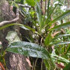 21. ??? Noronhia broomeana <= Chionanthus broomeana - Bois de cœur bleu ; Cœur bleu ; Bois bleu - Oleaceae.jpeg
