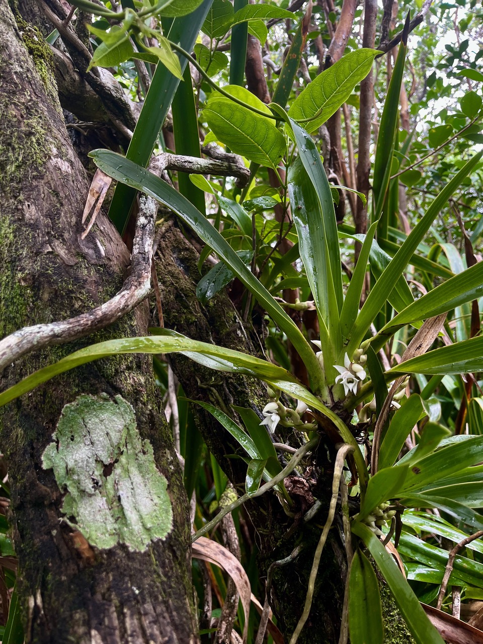 22. Angraecum_bracteosum-EPIDENDROIDEAE-Endemique_Reunion-20250205_105117.jpg.jpeg