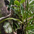 22. Angraecum_bracteosum-EPIDENDROIDEAE-Endemique_Reunion-20250205_105117.jpg.jpeg