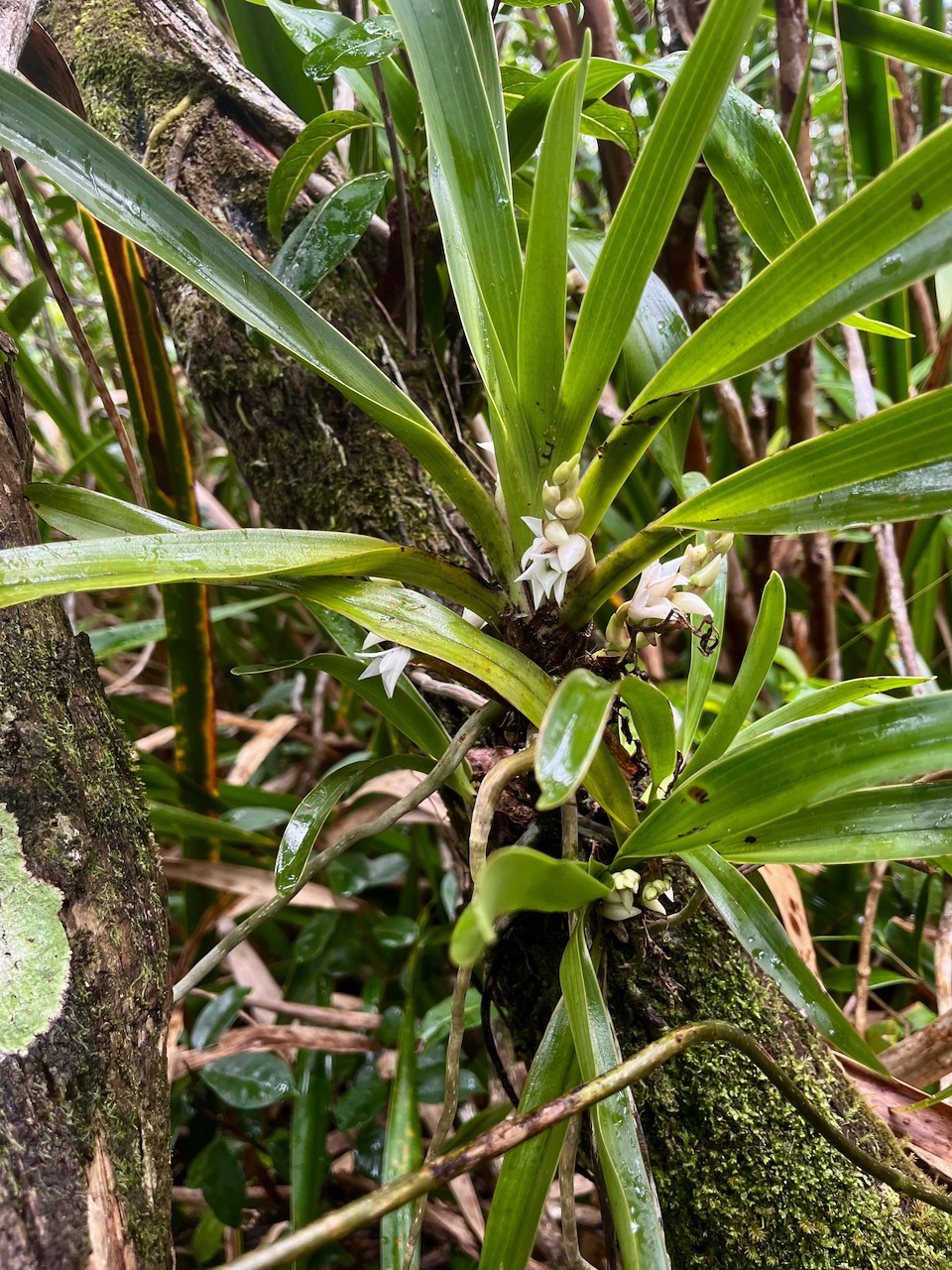 25. Angraecum_bracteosum-EPIDENDROIDEAE-Endemique_Reunion-20250205_105117.jpg.jpeg