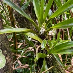 25. Angraecum_bracteosum-EPIDENDROIDEAE-Endemique_Reunion-20250205_105117.jpg.jpeg