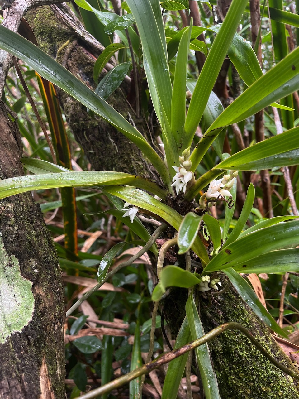 26. Angraecum_bracteosum-EPIDENDROIDEAE-Endemique_Reunion-20250205_105117.jpg.jpeg