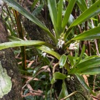 26. Angraecum_bracteosum-EPIDENDROIDEAE-Endemique_Reunion-20250205_105117.jpg.jpeg