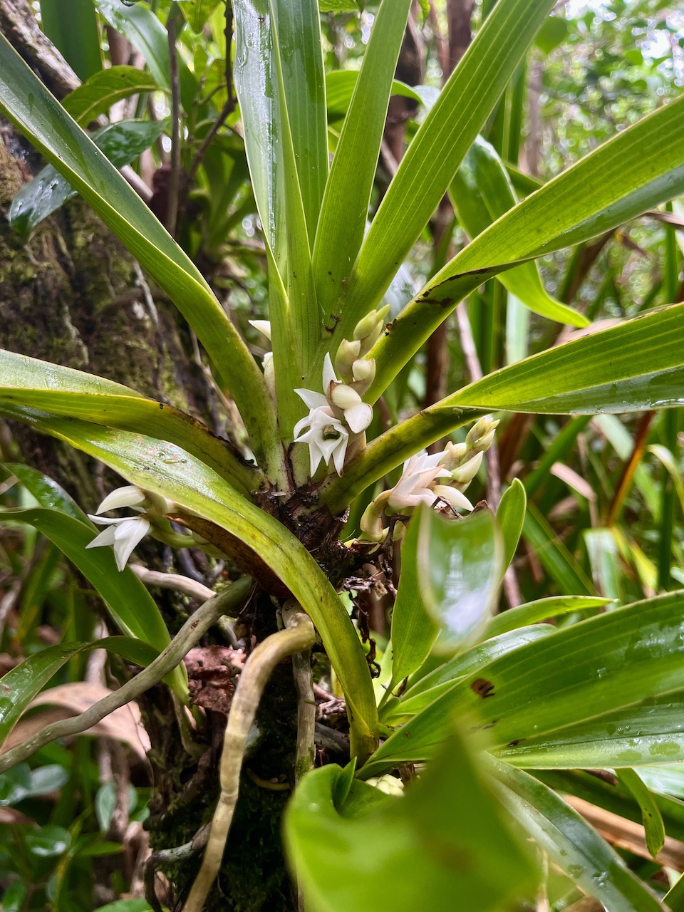 27. Angraecum_bracteosum-EPIDENDROIDEAE-Endemique_Reunion-20250205_105117.jpg.jpeg