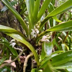 27. Angraecum_bracteosum-EPIDENDROIDEAE-Endemique_Reunion-20250205_105117.jpg.jpeg