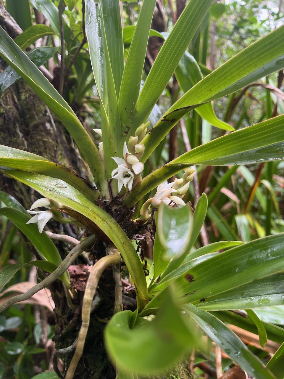 28. Angraecum_bracteosum-EPIDENDROIDEAE-Endemique_Reunion-20250205_105117.jpg.jpeg