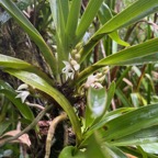 28. Angraecum_bracteosum-EPIDENDROIDEAE-Endemique_Reunion-20250205_105117.jpg.jpeg