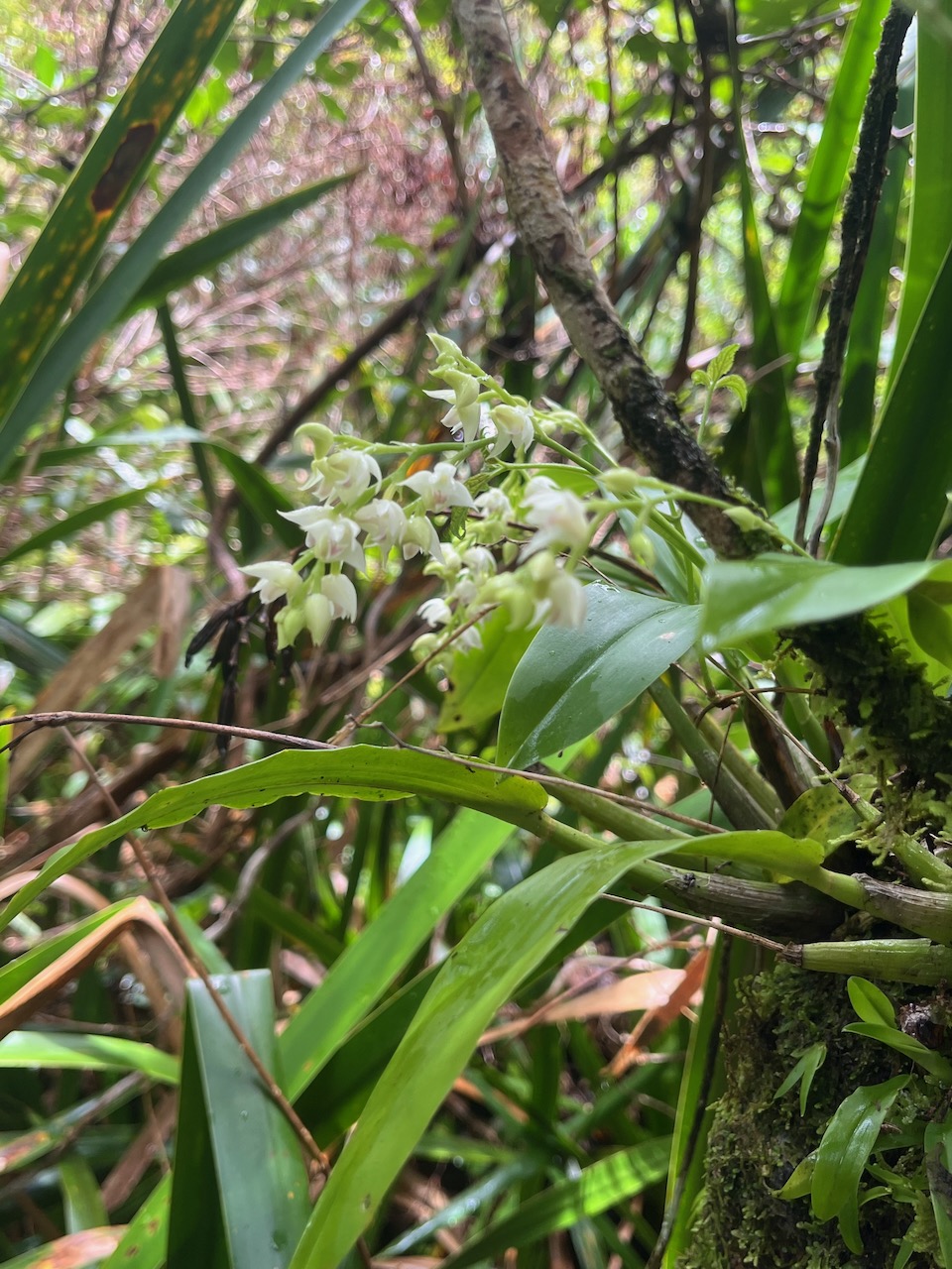 33. Polystachya cultriformis Orchidaceae Indigène La Réunion 35.jpeg.jpeg