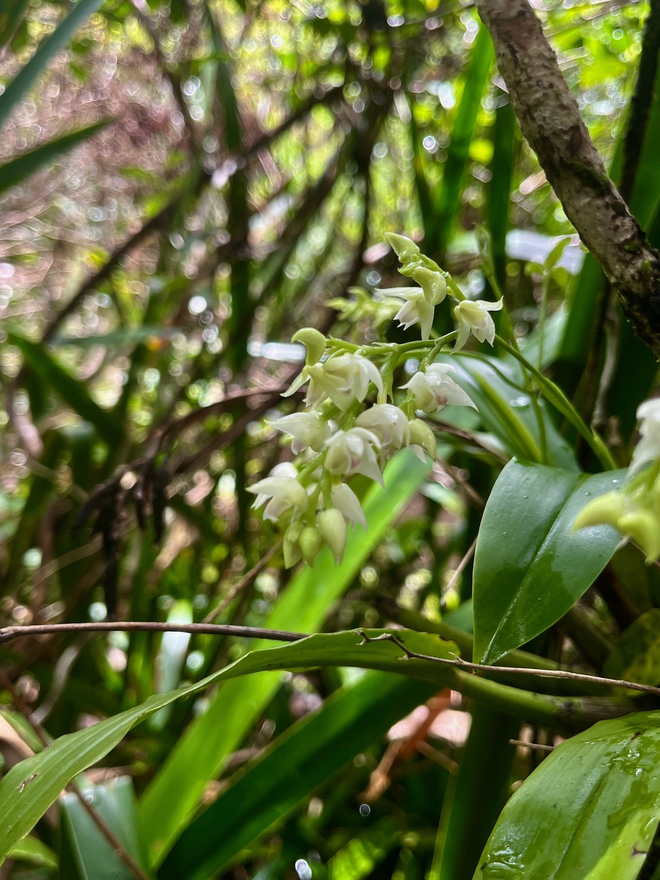 34. Polystachya cultriformis Orchidac eae Indigène La Réunion 35.jpeg.jpeg
