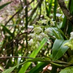 34. Polystachya cultriformis Orchidac eae Indigène La Réunion 35.jpeg.jpeg