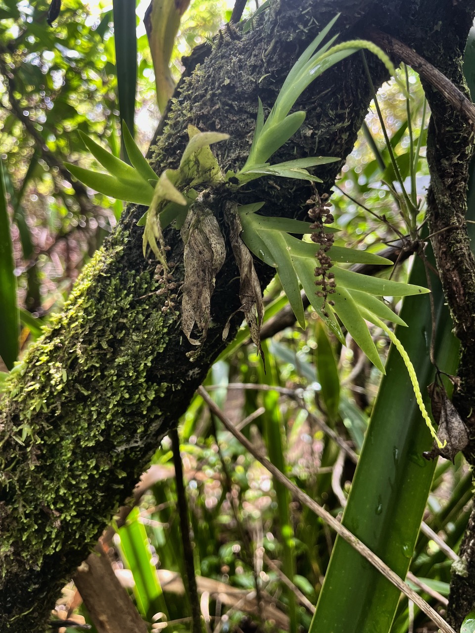 36. Oberonia disticha Orchidaceae  Indigène La Réunion 59.jpeg