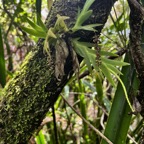 36. Oberonia disticha Orchidaceae  Indigène La Réunion 59.jpeg