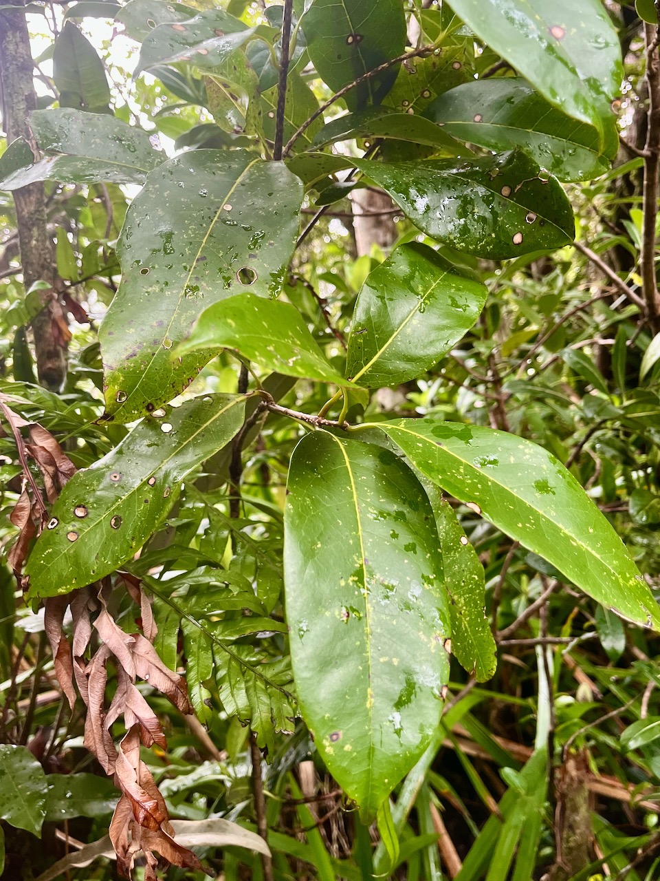 38. Noronhia_broomeana-Bois_de_coeur_bleu-OLEACEAE-Endemique_Reunion_Maurice-20250205_110006.jpeg