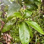 38. Noronhia_broomeana-Bois_de_coeur_bleu-OLEACEAE-Endemique_Reunion_Maurice-20250205_110006.jpeg