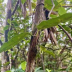 39. Secamone dilapidens - F. Friedmann - Liane de lait - Apocynaceae - Endémique La Réunion et Maurice.jpeg