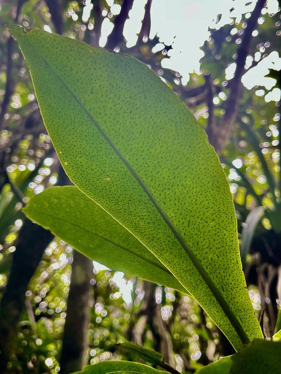 42. Badula grammisticta - Bois de savon - Myrsinaceae.jpeg