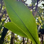 42. Badula grammisticta - Bois de savon - Myrsinaceae.jpeg