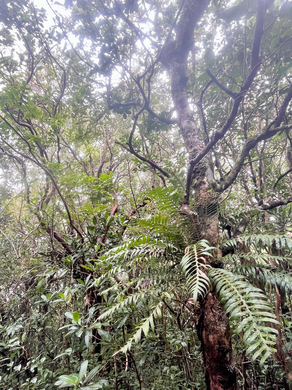 43. Lomaridium attenuatum Blechnace ae Indigène La Réunion 14.jpeg.jpeg