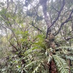 43. Lomaridium attenuatum Blechnace ae Indigène La Réunion 14.jpeg.jpeg