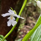 46. Calanthe_sylvatica-EPIDENDROIDEAE-Indigene_Reunion.jpeg