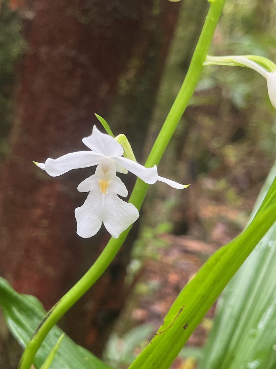 47. Calanthe_sylvatica-EPIDENDROIDEAE-Indigene_Reunion.jpeg