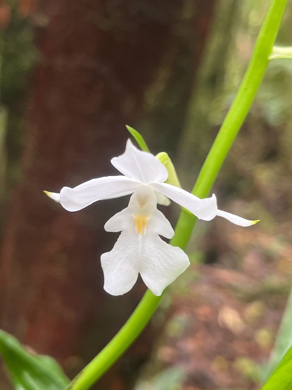 48. Calanthe_sylvatica-EPIDENDROIDEAE-Indigene_Reunion.jpeg