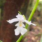 48. Calanthe_sylvatica-EPIDENDROIDEAE-Indigene_Reunion.jpeg