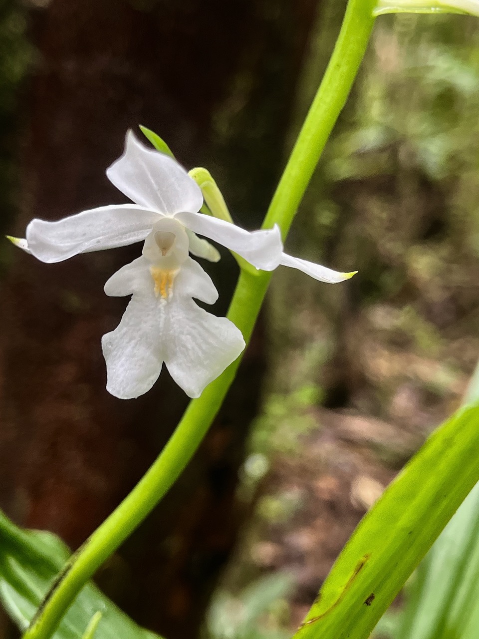 49. Calanthe_sylvatica-EPIDENDROIDEAE-Indigene_Reunion.jpeg