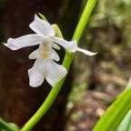 49. Calanthe_sylvatica-EPIDENDROIDEAE-Indigene_Reunion.jpeg