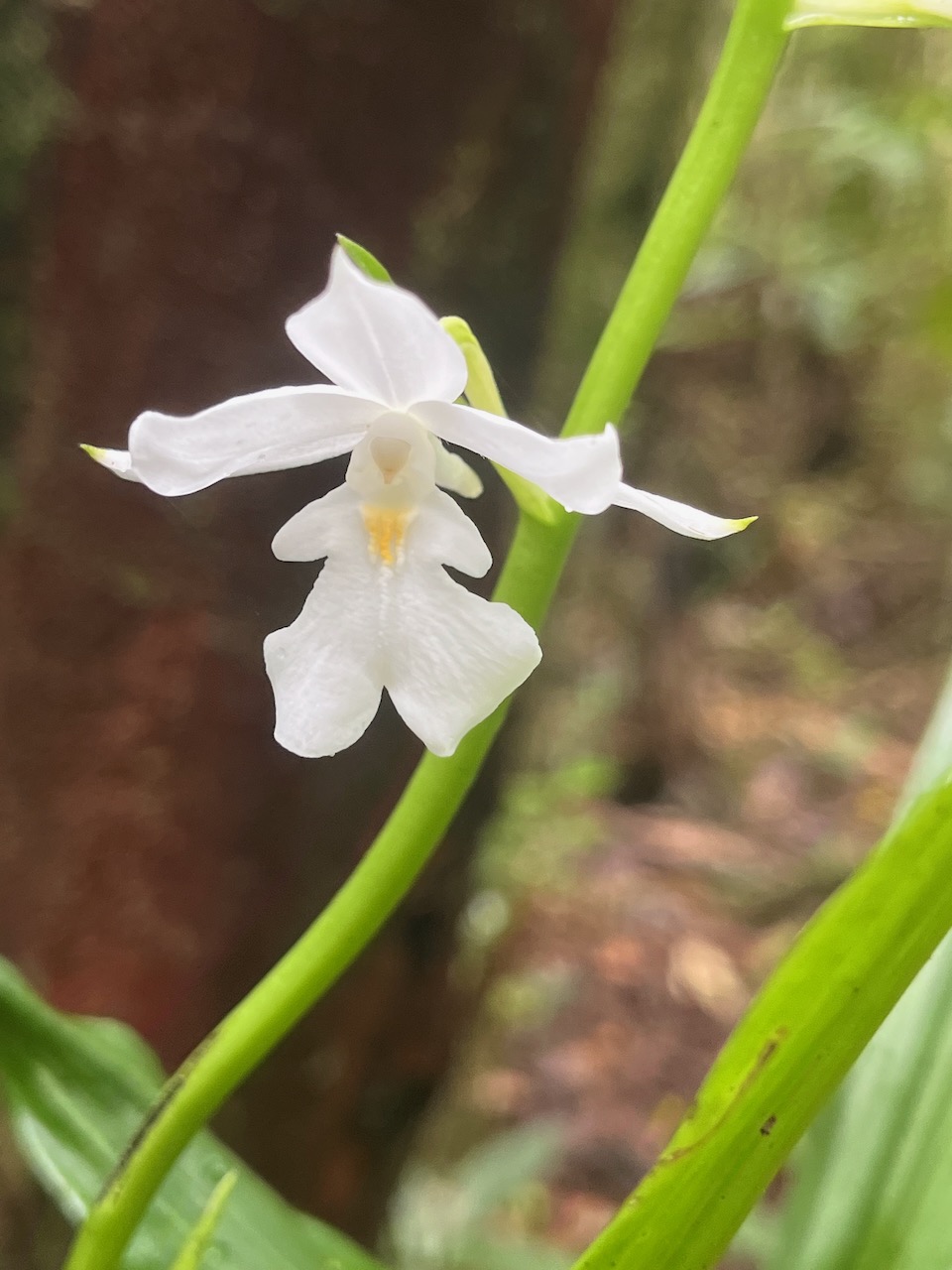 50. Calanthe_sylvatica-EPIDENDROIDEAE-Indigene_Reunion.jpeg