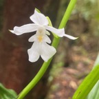 50. Calanthe_sylvatica-EPIDENDROIDEAE-Indigene_Reunion.jpeg