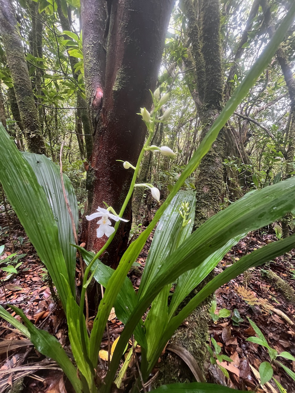 51. Calanthe_sylvatica-EPIDENDROIDEAE-Indigene_Reunion.jpeg