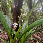 51. Calanthe_sylvatica-EPIDENDROIDEAE-Indigene_Reunion.jpeg
