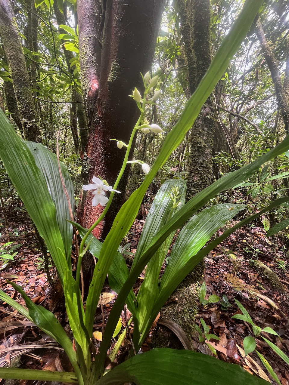 52. Calanthe_sylvatica-EPIDENDROIDEAE-Indigene_Reunion.jpeg