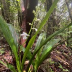 52. Calanthe_sylvatica-EPIDENDROIDEAE-Indigene_Reunion.jpeg