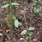 54. Secamone dilapidens - F. Friedmann - Liane de lait - Apocynaceae - Endémique La Réunion et Maurice.jpeg