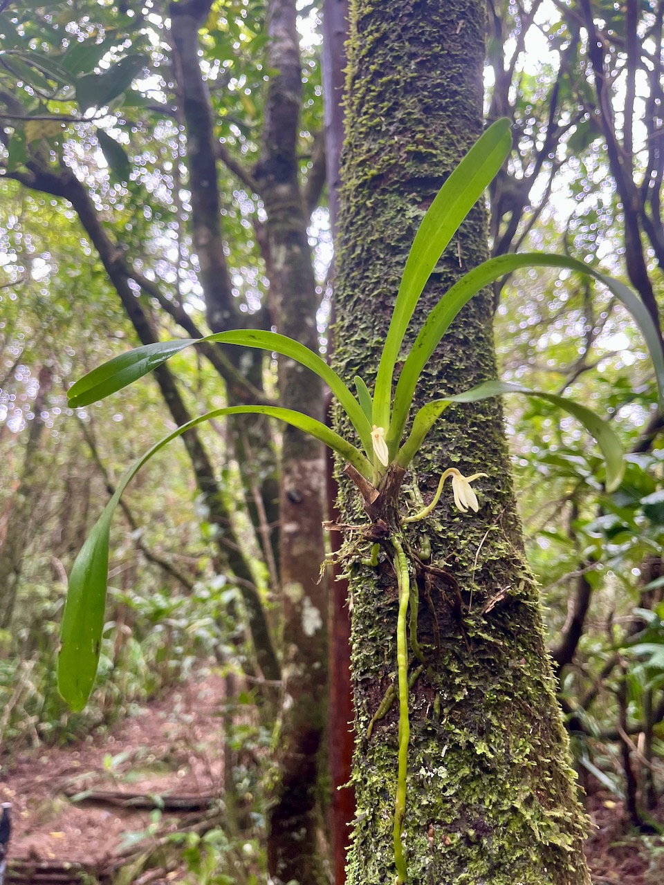 55. Jumellea triquetra Orchidaceae  Endémique La Réunion.jpeg