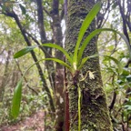 55. Jumellea triquetra Orchidaceae  Endémique La Réunion.jpeg