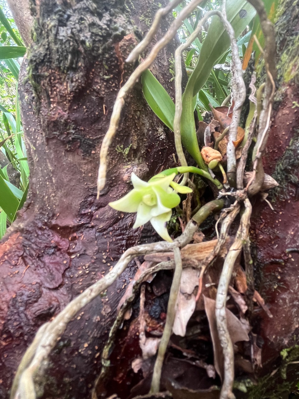 56. Angraecum cadetii Orchidaceae Endémique La Réunion.jpeg