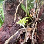 56. Angraecum cadetii Orchidaceae Endémique La Réunion.jpeg