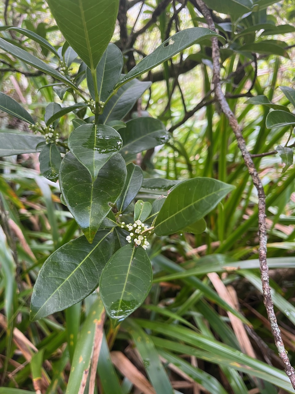 58. fleurs - Melicope borbonica ou Euodia borbonica - Petit catafaille - Rutacée - M.jpeg