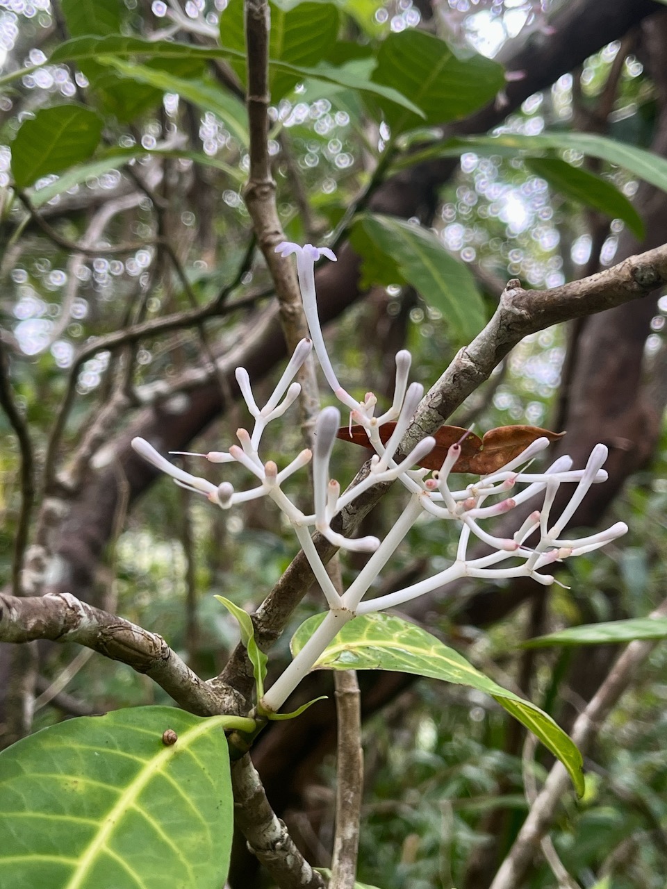 59. Fleur Chassalia corallioides - Bois de corail - Rubiacée -B.jpeg