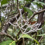 59. Fleur Chassalia corallioides - Bois de corail - Rubiacée -B.jpeg