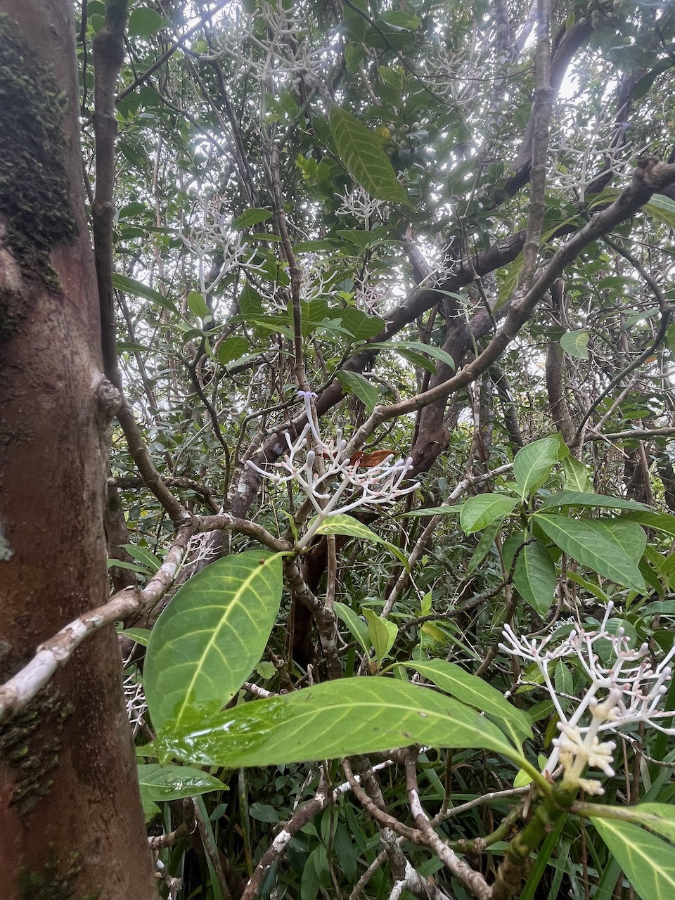 60. Chassalia corallioides - Bois de corail - Rubiacée -B.jpeg